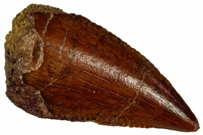 Serrated Raptor Tooth - Real Dinosaur Tooth #297765